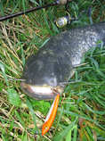 foto/diskuze/domaci_vyroba_wobleru/2011/th-img45188.jpg