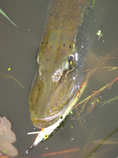 foto/diskuze/domaci_vyroba_wobleru/2011/th-img45556.jpg