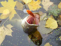 foto/diskuze/domaci_vyroba_wobleru/2011/th-img45707.jpg