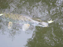 foto/diskuze/domaci_vyroba_wobleru/2011/th-img45738.jpg