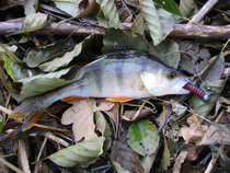 foto/diskuze/domaci_vyroba_wobleru/2011/th-img45795.jpg