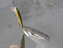 foto/diskuze/domaci_vyroba_wobleru/2011/th-img46260.jpg