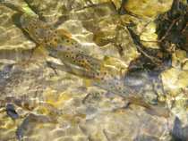 foto/diskuze/domaci_vyroba_wobleru/2012/th-img48819.jpg