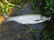 foto/diskuze/domaci_vyroba_wobleru/2012/th-img49588.jpg
