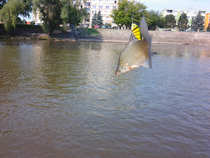 foto/diskuze/domaci_vyroba_wobleru/2012/th-img49664.jpg
