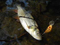 foto/diskuze/domaci_vyroba_wobleru/2012/th-img49884.jpg