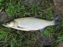 foto/diskuze/domaci_vyroba_wobleru/2012/th-img50017.jpg