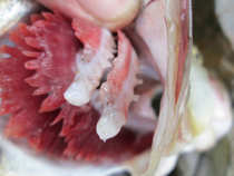 foto/diskuze/domaci_vyroba_wobleru/2012/th-img50062.jpg