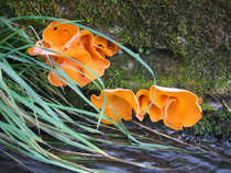 foto/diskuze/domaci_vyroba_wobleru/2012/th-img50843.jpg