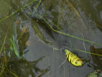 foto/diskuze/domaci_vyroba_wobleru/2012/th-img50982.jpg