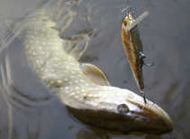 foto/diskuze/domaci_vyroba_wobleru/2012/th-img51111.jpg