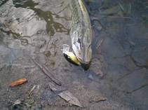 foto/diskuze/domaci_vyroba_wobleru/2013/th-img103743.jpg