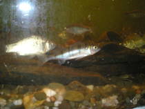 foto/diskuze/domaci_vyroba_wobleru/2013/th-img92222.jpg