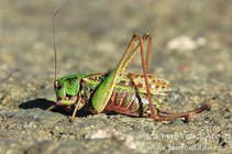 foto/diskuze/domaci_vyroba_wobleru/2013/th-img92254.jpg