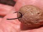 foto/diskuze/feeder/2005/th-img1091.jpg