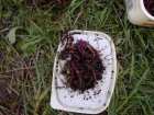 foto/diskuze/feeder/2005/th-img1235.jpg