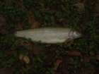 foto/diskuze/feeder/2007/th-img11573.jpg
