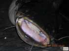 foto/diskuze/feeder/2008/th-img21082.jpg