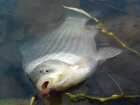 foto/diskuze/feeder/2008/th-img21663.jpg