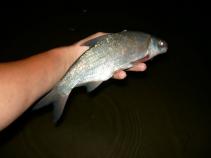 foto/diskuze/feeder/2010/th-img36192.jpg