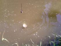 foto/diskuze/feeder/2010/th-img36399.jpg