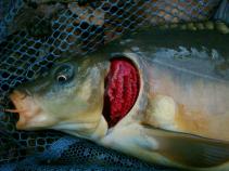 foto/diskuze/feeder/2010/th-img38906.jpg
