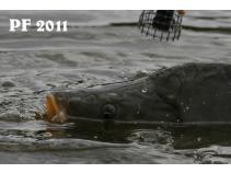 foto/diskuze/feeder/2010/th-img39864.jpg