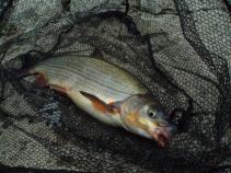 foto/diskuze/feeder/2011/th-img40004.jpg