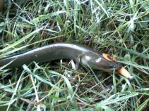 foto/diskuze/feeder/2011/th-img40374.jpg