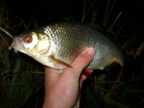 foto/diskuze/feeder/2011/th-img40459.jpg