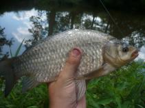foto/diskuze/feeder/2011/th-img40467.jpg