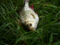 foto/diskuze/feeder/2011/th-img40470.jpg