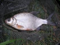 foto/diskuze/feeder/2011/th-img40476.jpg