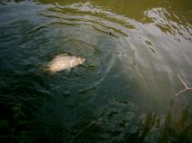 foto/diskuze/feeder/2011/th-img40610.jpg