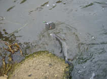 foto/diskuze/feeder/2011/th-img41322.jpg