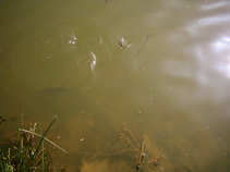 foto/diskuze/feeder/2011/th-img41822.jpg