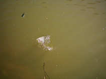 foto/diskuze/feeder/2011/th-img41823.jpg