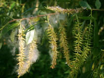 foto/diskuze/feeder/2011/th-img42611.jpg
