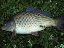 foto/diskuze/feeder/2011/th-img43575.jpg