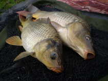 foto/diskuze/feeder/2011/th-img44214.jpg