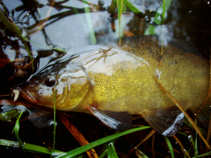 foto/diskuze/feeder/2011/th-img44215.jpg