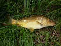 foto/diskuze/feeder/2011/th-img44449.jpg