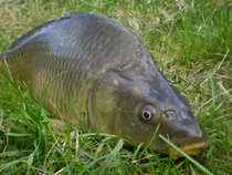 foto/diskuze/feeder/2012/th-img46917.jpg