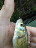 foto/diskuze/feeder/2012/th-img49038.jpg