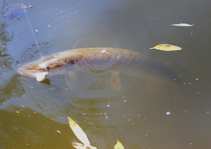foto/diskuze/feeder/2012/th-img50665.jpg