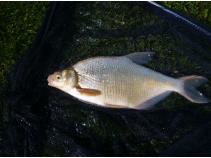 foto/diskuze/hradec_kralove_a_okoli/2010/th-img33260.jpg