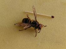 foto/diskuze/hradec_kralove_a_okoli/2010/th-img34237.jpg