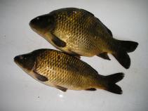 foto/diskuze/hradec_kralove_a_okoli/2010/th-img34885.jpg
