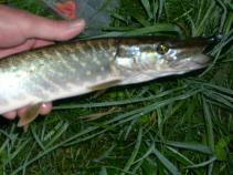 foto/diskuze/hradec_kralove_a_okoli/2011/th-img40760.jpg