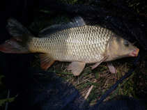 foto/diskuze/hradec_kralove_a_okoli/2011/th-img42438.jpg